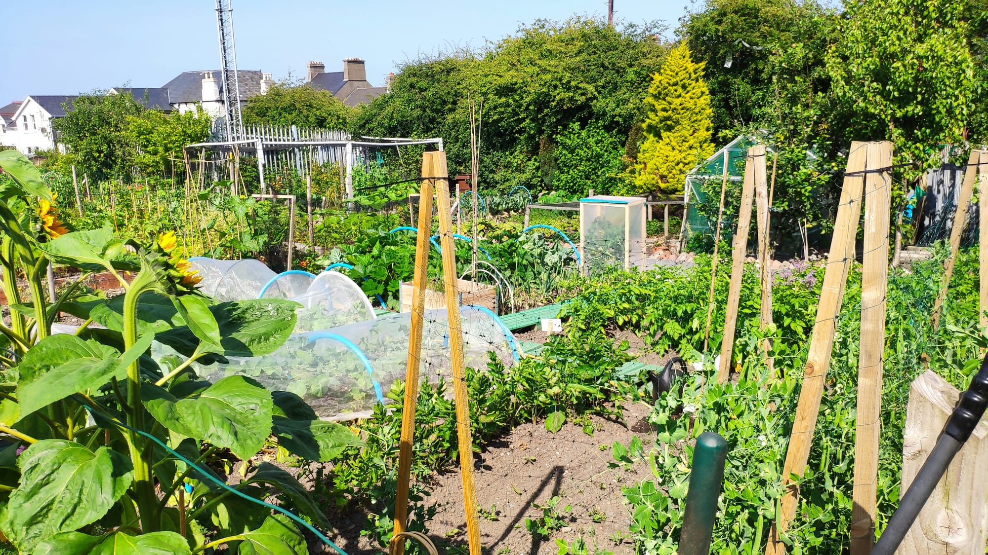 5 Reasons to Get a Family Allotment