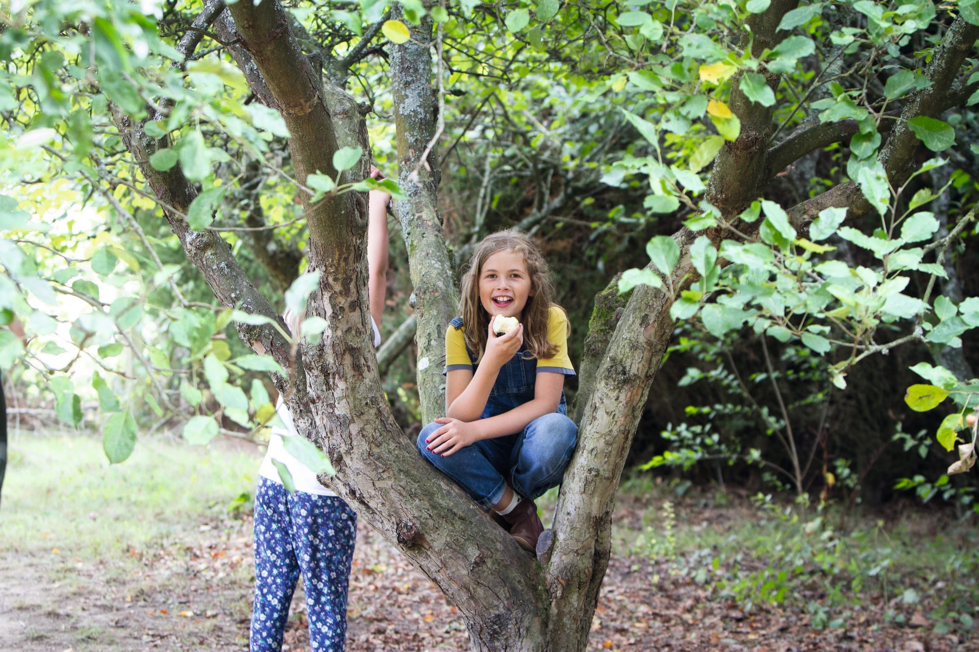 Photograph of a child in an apple tree, eating an apple