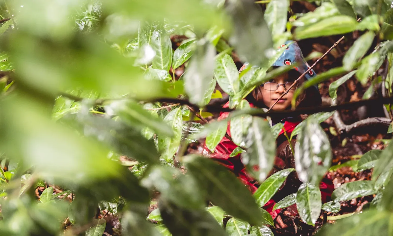 Photograph of a child amidst a rhododendron bush