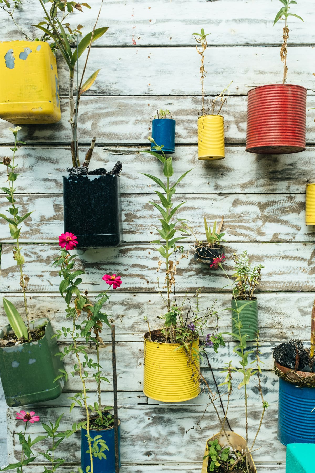 Photograph of a living wall with colourful tin cans mounted on it, each with a plant growing inside