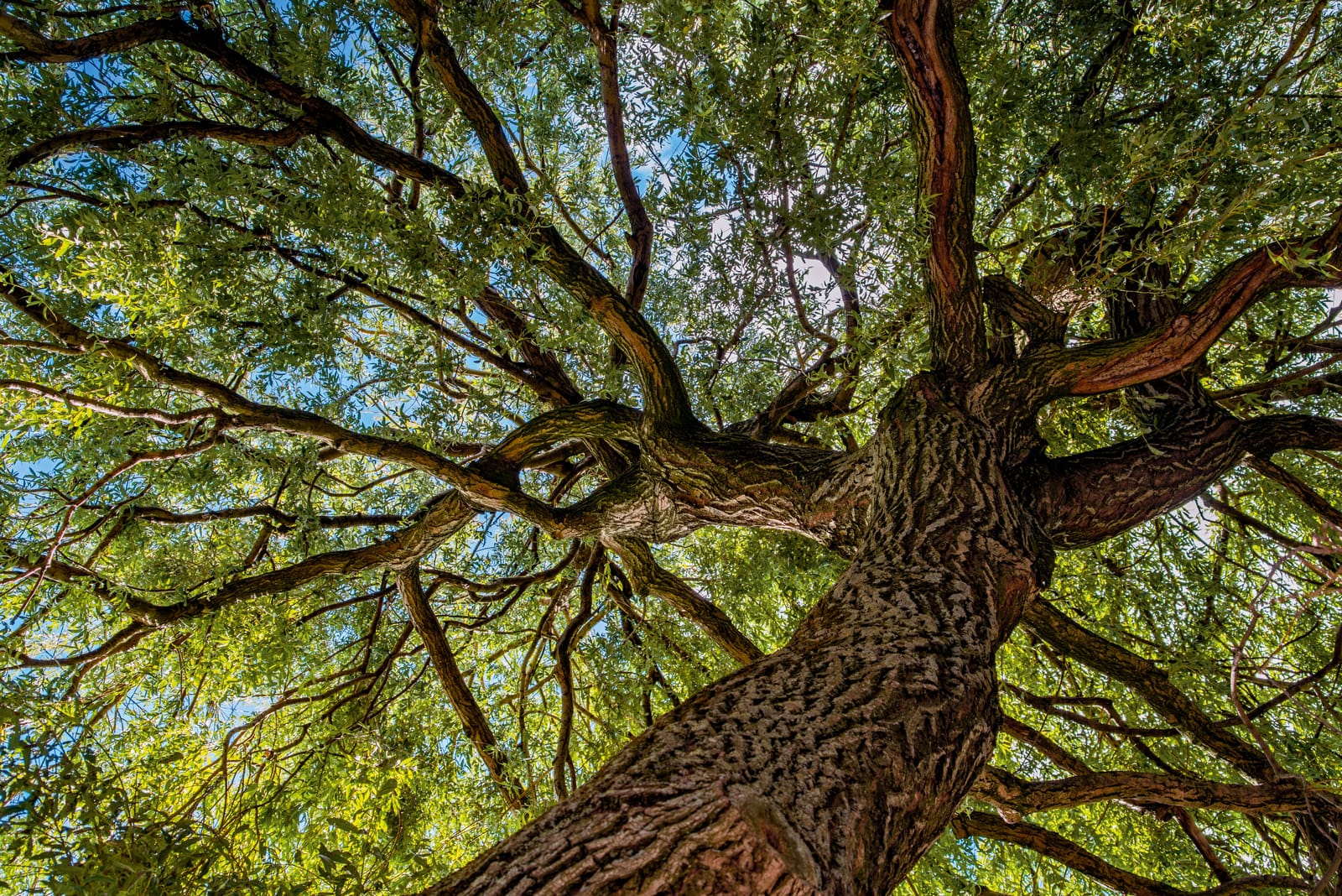 Photograph of a willow tree seen from below 