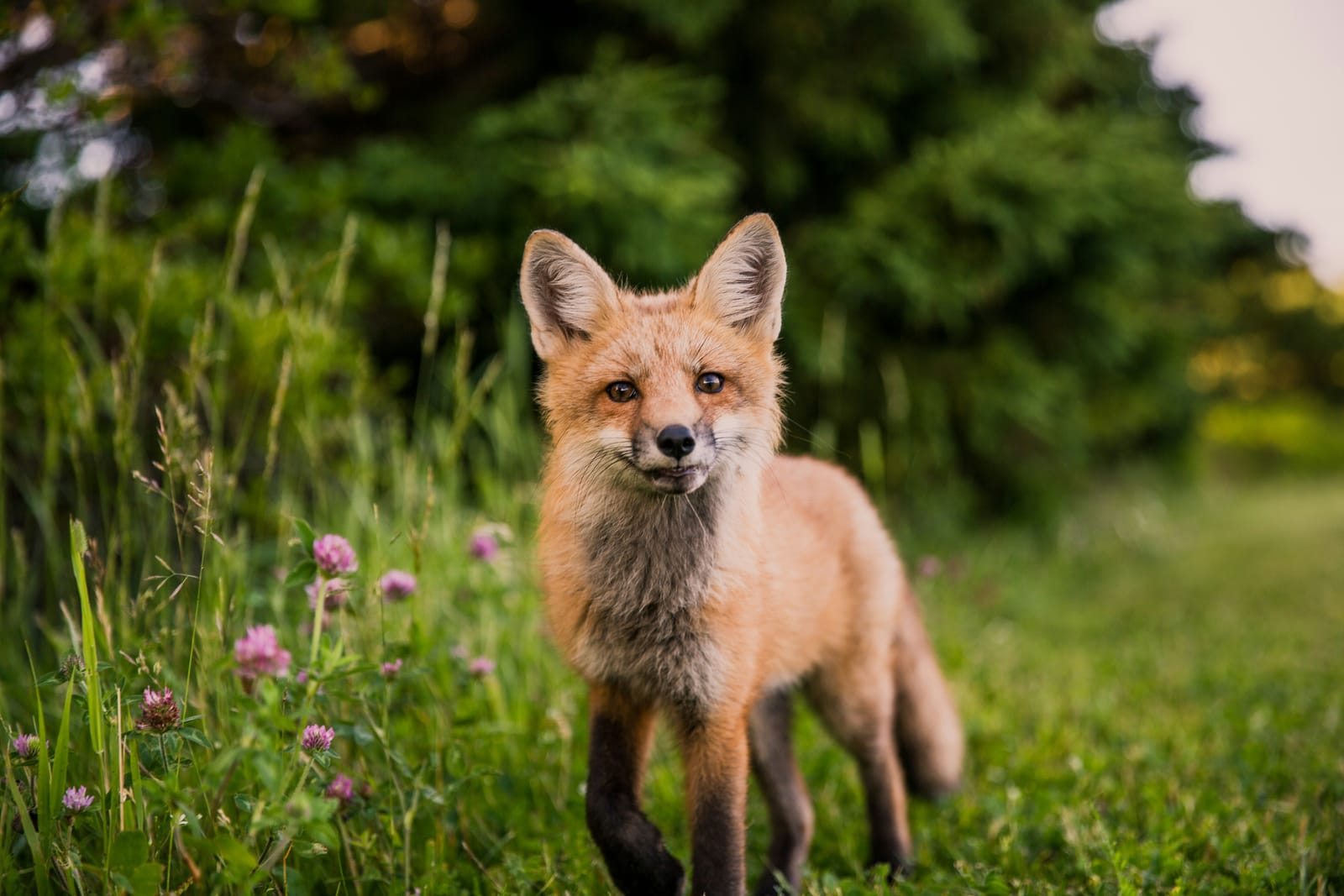 Photo of a young fox cub in a garden at dusk
