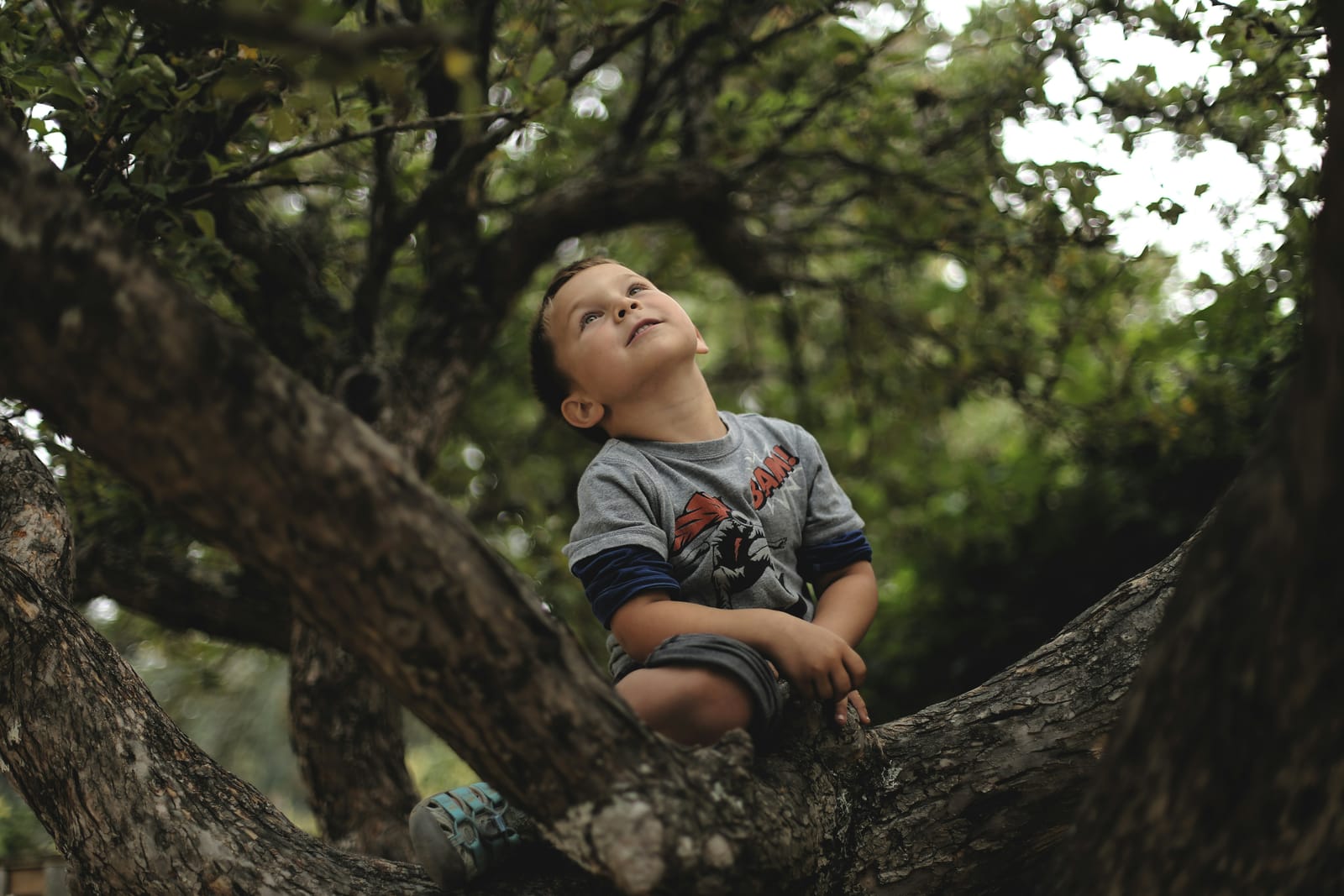 Photograph of a young child sitting in the forked bough of a tree in the summer