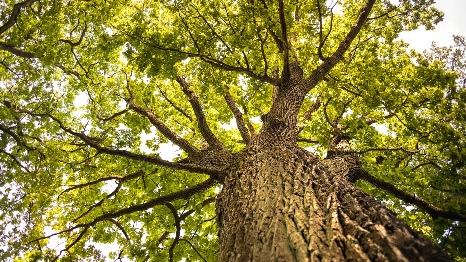 Celtic Tree Ogham: Oak (The Stabiliser)