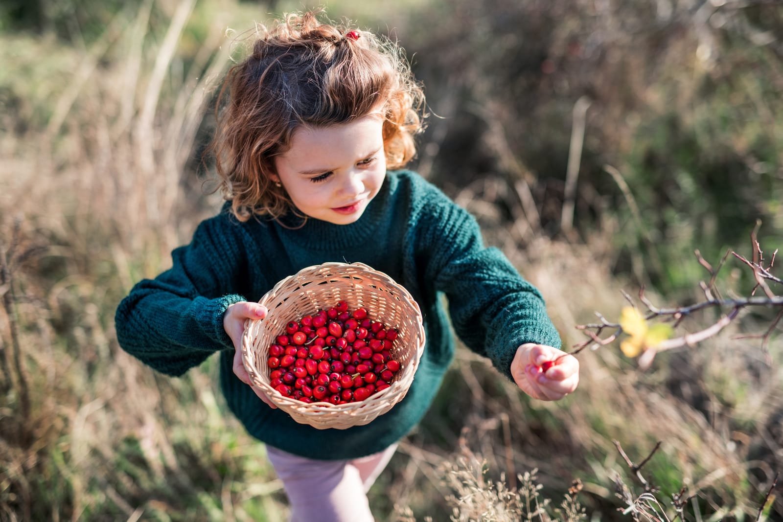 Girl foraging rosehips
