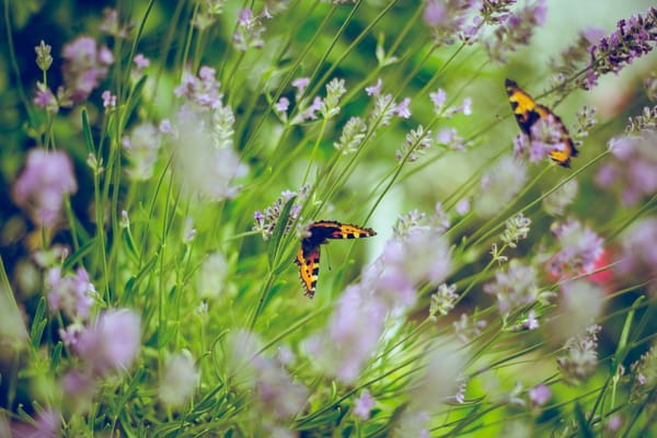Photograph shows wild flowers and butterflies