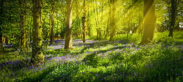 A photograph of a bluebell wood with dappled sunlight slanting through the trees onto a carpet of blue.