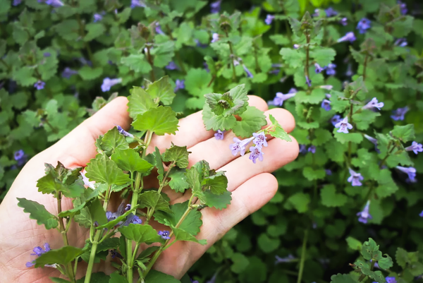 Photograph of a hand holding some sprigs of ground ivy with its tiny purple flowers
