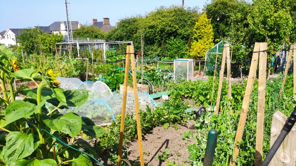 Photograph of allotment plots in the sunshine