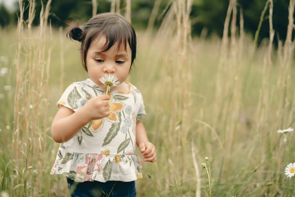 Photograph of a small child in a floral t-shirt in a meadow, sniffing a daisy