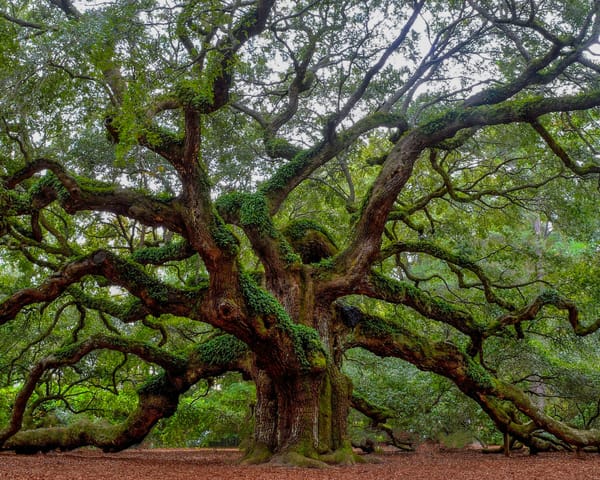 Your Celtic Tree Ogham: Oak