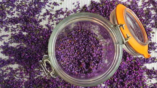 Photograph shows a Kilner jar full of bright purple, dried bell heather flowers, scattered inside and around the jar