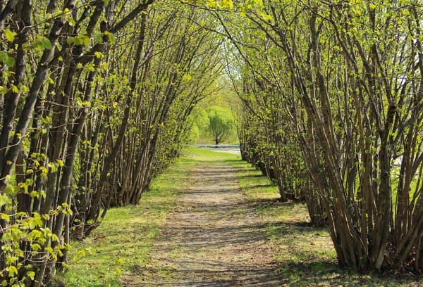 Grove of hazel trees, glowing bright green in the sunshine