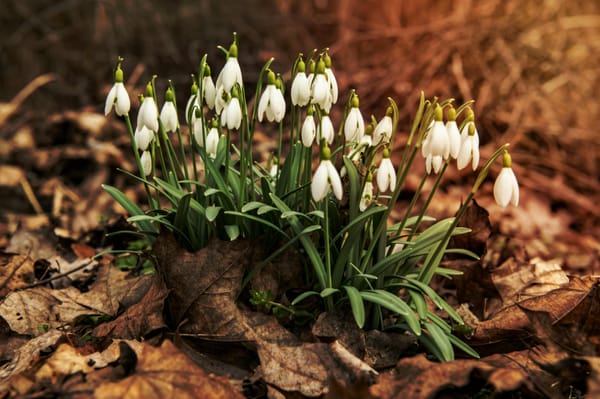 How to Celebrate Imbolc with Your Children