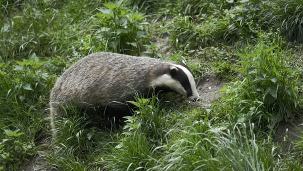 What to Spot on an Early Spring Nature Walk