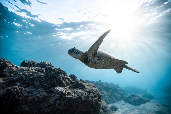 9 Ways to Take Action this Ocean Day