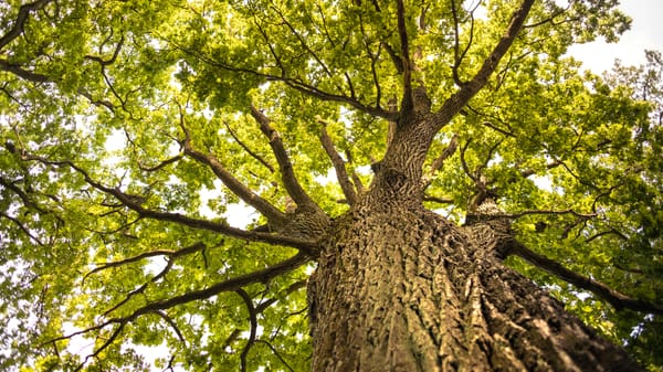 Celtic Tree Ogham: Oak (The Stabiliser)